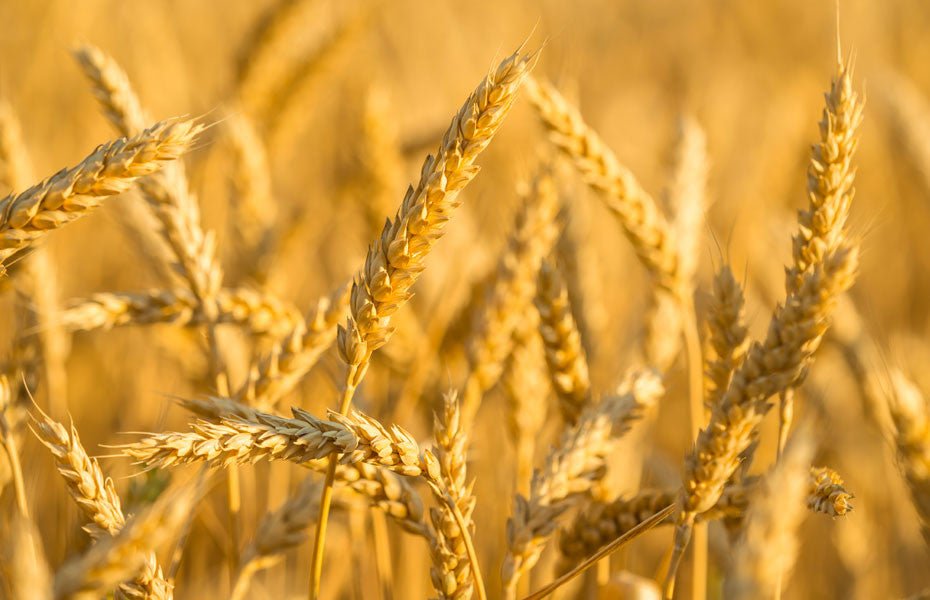 
          
            Gluten-Free & Wheat-Free: What’s the Difference? - Clearspring
          
        