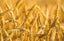 Gluten-Free & Wheat-Free: What’s the Difference? - Clearspring