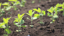 Why Organic Matters